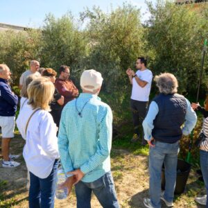 Recoge aceitunas y visita la almazara